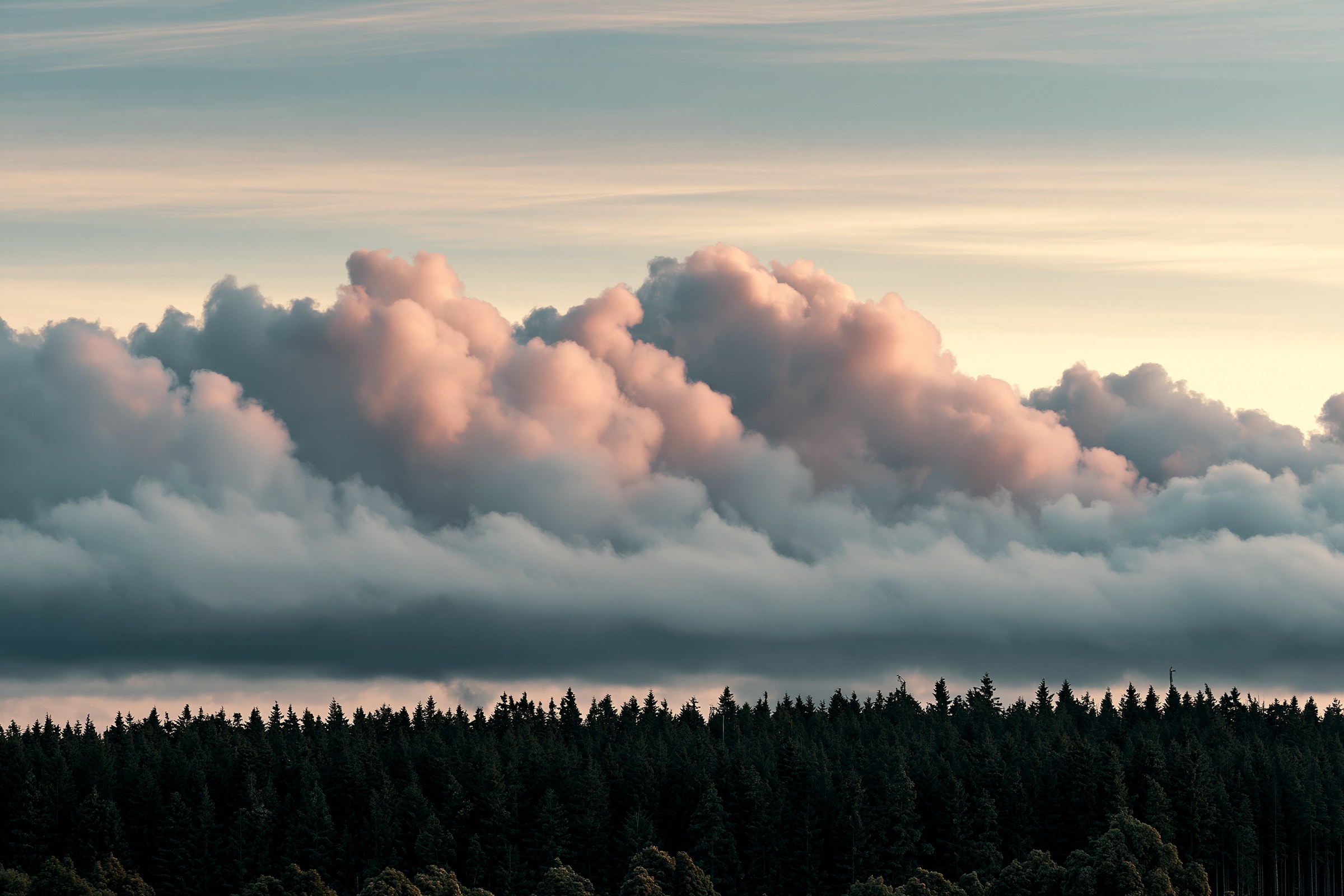 Dansk grantop under skybanke — landskabet ind mod aften