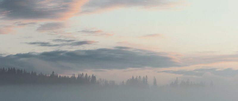 Fjord ved daggry, granskov gennem morgenmis — generationel ro